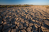 The cracked soil reveals the effects of drought in the marshland of Sanlucar de Barrameda, highlighting environmental changes.