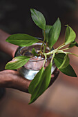 Hands of a young afro latin woman gardening and holding an hydroponic plant