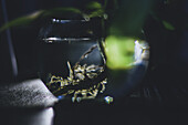 Close up of hydroponic plant in glass vase