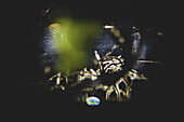 Close up of hydroponic plant in glass vase