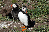 Papageientaucher, Farne-Inseln, Northumberland, England, Vereinigtes Königreich, Europa