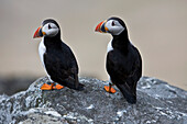 Papageientaucher, Mingulay, Äußere Hebriden, Schottland, Vereinigtes Königreich, Europa