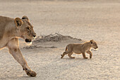 Löwin (Panthera leo) mit Jungtier, Kgalagadi Transfrontier Park, Nordkap, Südafrika, Afrika