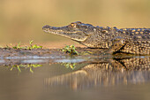 Nilkrokodil (Crocodylus niloticus), ZImanga Wildreservat, Südafrika, Afrika