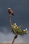 Purple roller (Coracias naevius), Masai Mara, Kenya, East Africa, Africa