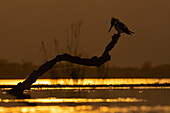 Pied kingfisher (Ceryle rudis), Zimanga game reserve, South Africa, Africa