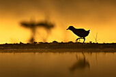 Black crake (Zapornia flavirostra), Zimanga game reserve, KwaZulu-Natal, South Africa