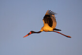 Saddle-billed stork (Ephippiorhynchus senegalensis) female in flight, Chobe National Park, Botswana, Africa