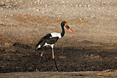 Sattelschnabelstorch (Ephippiorhynchus senegalensis), Weibchen, Chobe-Nationalpark, Botsuana, Afrika