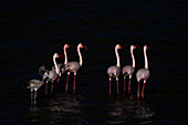 Lesser flamingos (Phoeniconaias minor), Amboseli National Park, Kenya, East Africa, Africa