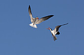 Afrikanischer Scherenschnabel (Rynchops flavirostris) bei der Zurschaustellung, Chobe-Nationalpark, Botsuana, Afrika