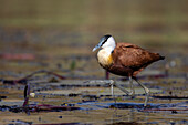 African jacana (Actophilornis africanus), Chobe National Park, Botswana, Africa