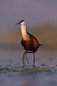 African jacana (Actophilornis africanus), Zimanga game reserve, South Africa, Africa