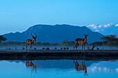 Impala (Aepyceros melampus), Shompole, Kenia, Ostafrika, Afrika