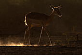 Impala (Aepyceros melampus), Shompole, Kenya, East Africa, Africa