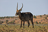 Waterbuck (Kobus ellipsiprymnus), Chobe National Park, Botswana, Africa