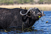 Kaffernbüffel (Syncerus caffer) im Chobe-Fluss, Chobe-Nationalpark, Botsuana, Afrika