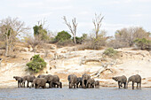 Elefant (Loxodonta africana) trinkt im Chobe-Fluss, Chobe-Nationalpark, Botsuana, Afrika