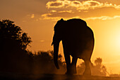 Elephant (Loxodonta africana) at sunset, Chobe National Park, Botswana, Africa