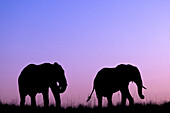 Elefanten (Loxodonta africana) bei Sonnenuntergang, Chobe-Nationalpark, Botsuana, Afrika