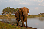 Elephant (Loxodonta africana) bull, Zimanga private game reserve, South Africa, Africa