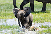 Elephant (Loxodonta africana) calf, Amboseli National Park, Kenya, East Africa, Africa