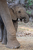 Elephant (Loxodonta africana) calf, Mashatu Game Reserve, Botswana, Africa