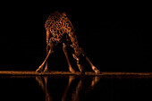 Giraffe (Giraffa camelopardalis) at water at night, Shompole, Kenya, East Africa, Africa