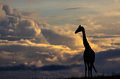 Giraffe (Giraffa camelopardalis), Masai Mara, Kenya, East Africa, Africa