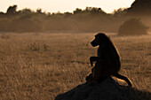 Chacma-Pavian (Papio ursinus), Chobe-Nationalpark, Botsuana, Afrika