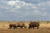 Breitmaulnashorn (Ceratotherium simum) im Kampf mit Bullen, Zimanga privates Wildreservat, KwaZulu-Natal, Südafrika, Afrika