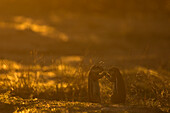 Ground squirrels (Geosciurus inauris), Kgalagadi Transfrontier Park, Northern Cape, South Africa, Africa