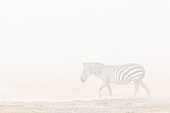 Plains zebra (Equus quagga) in dust storm, Amboseli National Park, Kenya, East Africa, Africa