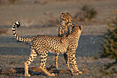 Cheetah (Acinonyx jubatus) subadults playfighting, Mashatu Game Reserve, Botswana, Africa