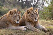 Löwenbrüder (Panthera leo), Zimanga Private Game Reserve, KwaZulu-Natal, Südafrika, Afrika