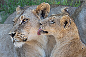 Löwin (Panthera leo) mit Jungtier, MalaMala Wildreservat, Südafrika, Afrika