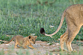 Löwenbaby (Panthera leo), Kgalagadi Transfrontier Park, Nordkap, Südafrika, Afrika