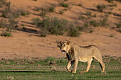 Löwe (Panthera leo), Kgalagadi Transfrontier Park, Nordkap, Südafrika, Afrika