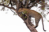 Leopard (Panthera pardus), Masai Mara, Kenya, East Africa, Africa