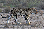 Leopard (Panthera pardus) männlich, Kgalagadi Transfrontier Park, Nordkap, Südafrika, Afrika