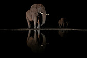 Elefant (Loxodonta africana) Bulle bei Nacht, Zimanga private game reserve, Südafrika