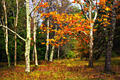 Herbstliche Farben im Blackwater Arboretum, New Forest National Park, Hampshire, England, Vereinigtes Königreich, Europa