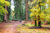 Blackwater Tall Trees Pfad im New Forest Nationalpark, Hampshire, England, Vereinigtes Königreich, Europa