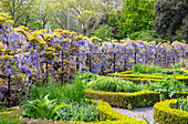 Wisteria in the walled garden of Fulham Palace, London, England, United Kingdom, Europe