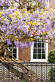 Blühende Glyzinien an einem Haus in Chiswick, London, England, Vereinigtes Königreich, Europa