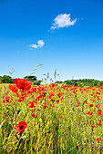 Ein Mohnblumenfeld in Kent, England, Vereinigtes Königreich, Europa