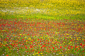 A wildflower meadow in Kent, England, United Kingdom, Europe