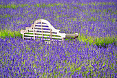 A bench in a lavender field in Shoreham, Kent, England, United Kingdom, Europe