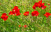 Ein Mohnblumenfeld in Kent, England, Vereinigtes Königreich, Europa