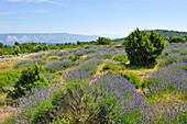 Lavender field in the area around Velo Grablje, Hvar island, Croatia, Southeast Europe